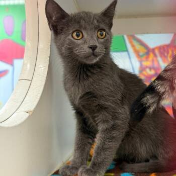 Sweet Pea -  Domestic Short Hair Cat for Adoption in Cheyenne, Wyoming - Sweet Pea | PetCurious