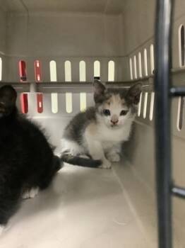 Rescue Domestic Short Hair Cats for Adoption in Fort Worth, Texas - Faline | PetCurious