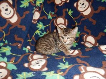COLBY -  Domestic Short Hair Cat for Adoption in San Jose, California - COLBY | PetCurious