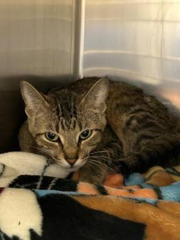 Poptart -  Domestic Short Hair Cat for Adoption in Lockhart, Texas - Poptart | PetCurious