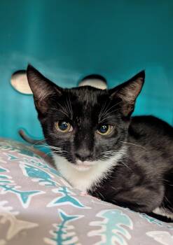 Millie -  Domestic Short Hair Cat for Adoption in Palm Harbor, Florida - Millie | PetCurious