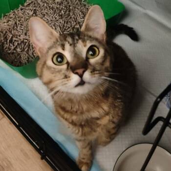 Domestic Short Hair Cats Available for Adoption in Bellmawr, New Jersey - Quinnie | PetCurious