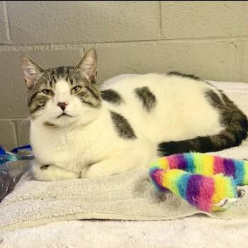 Rescue Domestic Short Hair Cats for Adoption in Etna, Pennsylvania - Bronco | PetCurious
