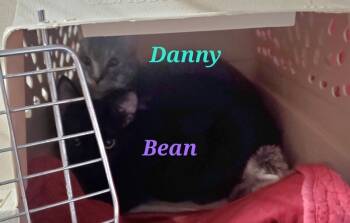 Rescue Domestic Short Hair Cats for Adoption in Diamond Springs, California - Danny | PetCurious