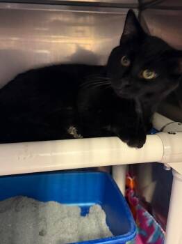 Domestic Short Hair Cats Available for Adoption in Virginia, Minnesota - Goose | PetCurious