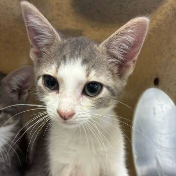 Rescue Domestic Short Hair Cats for Adoption in San Antonio, Texas - Ernesto | PetCurious