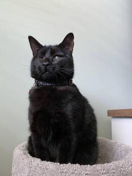 Lucy -  Domestic Short Hair Cat Available for Adoption in Naples, Florida - Lucy | PetCurious