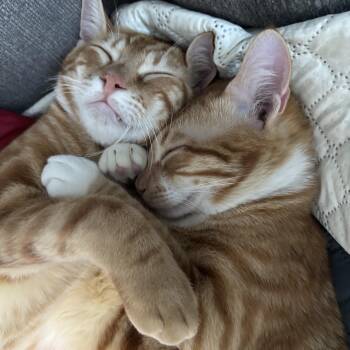 Coco & Riko bonded pair -  Tabby Cat for Adoption in Brampton, Ontario - Coco & Riko Bonded Pair | PetCurious