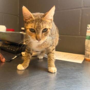 TUSC-Stray-85805 -  Domestic Short Hair Cat for Adoption in Tuscaloosa, Alabama - TUSC-Stray-85805 | PetCurious