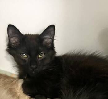 Domestic Medium Hair and Domestic Short Hair Cats Available for Adoption - Paddy | PetCurious