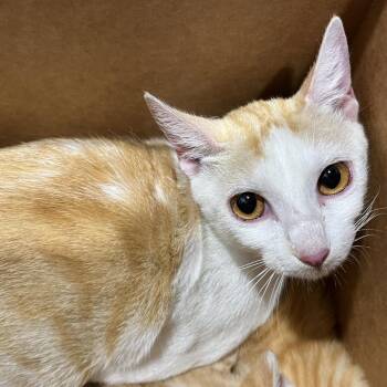 Sierra -  Domestic Short Hair Cat for Adoption in Tampa, Florida - Sierra | PetCurious
