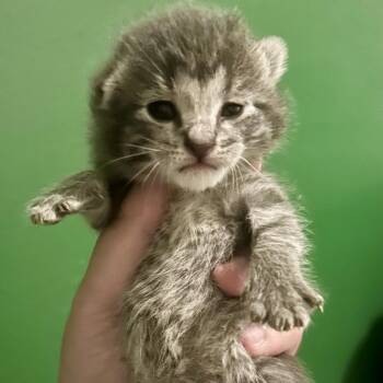 Lacey -  Domestic Short Hair Cat Available for Adoption in Saint Joseph, Missouri - Lacey | PetCurious