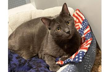 Domestic Short Hair Cats Available for Adoption in Lincoln, Nebraska - Finn | PetCurious
