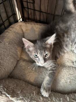 Amelio -  Domestic Medium Hair Cat for Adoption in Camp Hill, Pennsylvania - Amelio | PetCurious