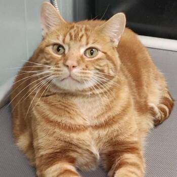 Big Papa -  Domestic Short Hair Cat for Adoption in Saint Paul, Minnesota - Big Papa | PetCurious