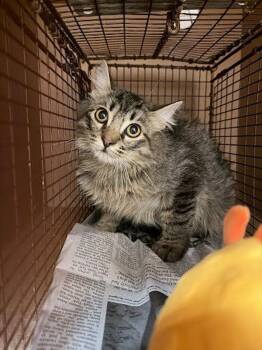 Domestic Medium Hair Cats Available for Adoption - Jay Jay | PetCurious