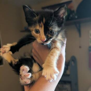 63199 Zinnia -  Domestic Short Hair Cat for Adoption in Bend, Oregon - 63199 Zinnia | PetCurious