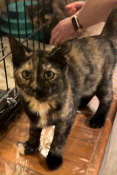 Edalyn -  Domestic Short Hair Cat for Adoption in Camp Hill, Pennsylvania - Edalyn | PetCurious