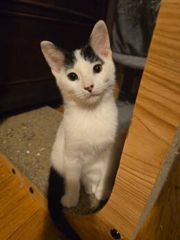 East -  Domestic Short Hair Cat for Adoption in Hammond, Indiana - East | PetCurious