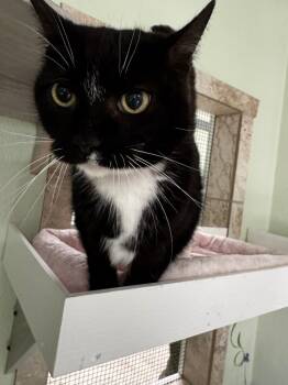 Rescue Domestic Short Hair Cats for Adoption in Hot Springs, Arkansas - Penelope | PetCurious