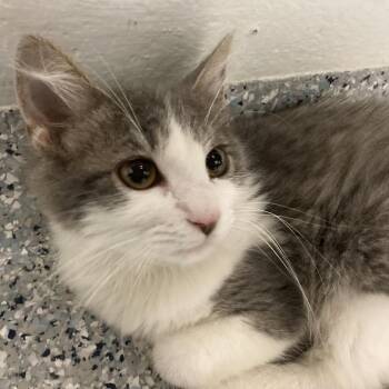 Rebel Ruby -  Domestic Medium Hair Cat for Adoption in Dayton, Ohio - Rebel Ruby | PetCurious