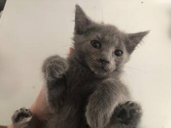 Rosalind -  Domestic Short Hair Cat for Adoption in Emporia, Kansas - Rosalind | PetCurious