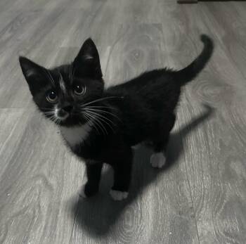 Alfie -  American Shorthair Cat for Adoption in Ephrata, Washington - Alfie | PetCurious