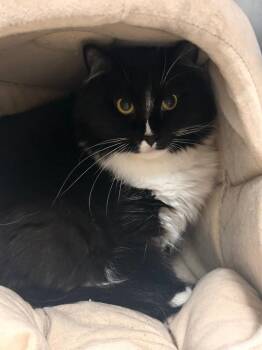 Blaze -  Domestic Short Hair Cat for Adoption in New Cumberland, West Virginia - Blaze | PetCurious