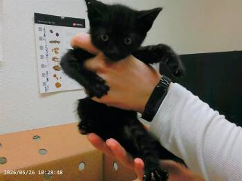 A612383 -  Domestic Short Hair Cat for Adoption in Oroville, California - A612383 | PetCurious