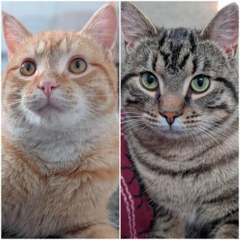 Stripey & Orange Boi -  Domestic Short Hair Cat for Adoption in Honeoye, New York - Stripey & Orange Boi | PetCurious