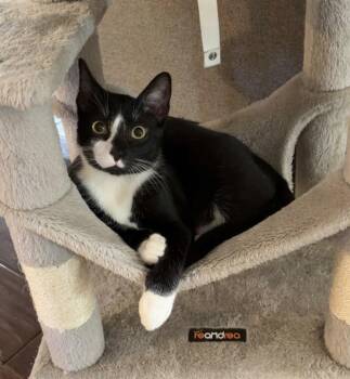 Domestic Short Hair Cats Available for Adoption - Ozzy  | PetCurious