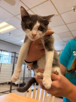 Raigen -  Domestic Medium Hair Cat for Adoption in Heber City, Utah - Raigen | PetCurious
