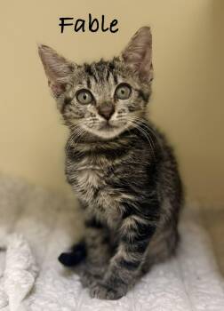 Fable -  Domestic Short Hair Cat for Adoption in Pawleys Island, South Carolina - Fable | PetCurious