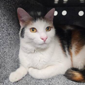 Cookie Dough -  Domestic Short Hair Cat for Adoption in Greenville, South Carolina - Cookie Dough | PetCurious
