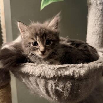 Smokey -  Domestic Short Hair Cat for Adoption in Wichita, Kansas - Smokey | PetCurious