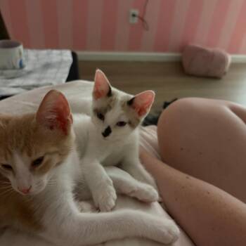 Metro Boomin -  Snowshoe and Domestic Short Hair Cat for Adoption in Hattiesburg, Mississippi - Metro Boomin | PetCurious
