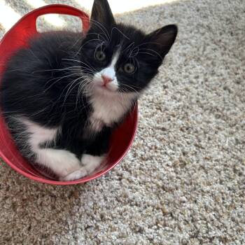 Bolt -  Domestic Medium Hair Cat for Adoption in Portland, Oregon - Bolt | PetCurious