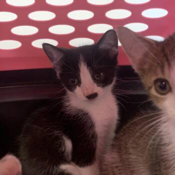 Mochi -  Domestic Short Hair Cat for Adoption in West Palm Beach, Florida - Mochi | PetCurious