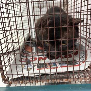 Godzilla -  Domestic Short Hair Cat for Adoption in Edinburg, Texas - Godzilla | PetCurious