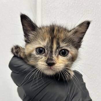 Jenna -  Domestic Short Hair Cat Available for Adoption in Abilene, Texas - Jenna | PetCurious