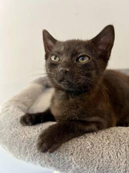 Daisy (new) -  Domestic Short Hair Cat for Adoption in Zephyrhills, Florida - Daisy (new) | PetCurious