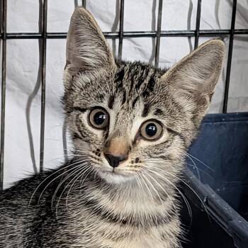 Dani -  Tabby Cat for Adoption in Trophy Club, Texas - Dani | PetCurious