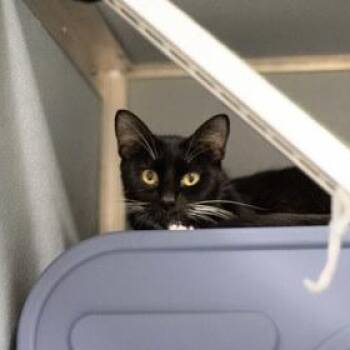 Madame Leota -  Domestic Short Hair Cat for Adoption in Bellingham, Washington - Madame Leota | PetCurious