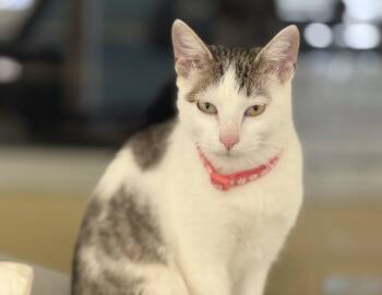 Tabby Cats Available for Adoption - Ida | PetCurious