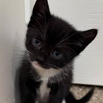Rowdy Bear -  Domestic Short Hair Cat for Adoption in Tuscaloosa, Alabama - Rowdy Bear | PetCurious