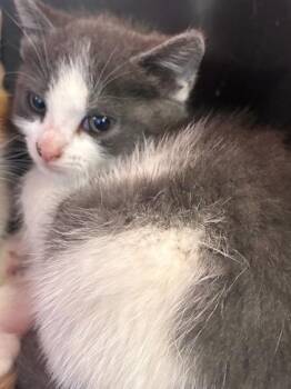 Domestic Short Hair Cats Available for Adoption in West Chester, Pennsylvania - Lida Bida | PetCurious
