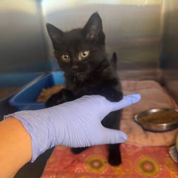 Rescue Domestic Short Hair Cats for Adoption in Kanab, Utah - Kylo | PetCurious