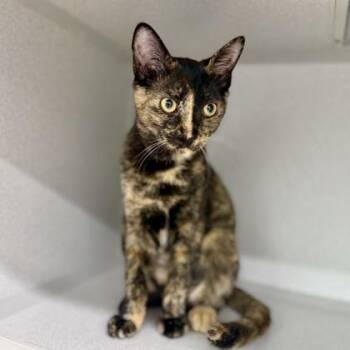 Aire -  Domestic Short Hair Cat for Adoption in Atlanta, Georgia - Aire | PetCurious
