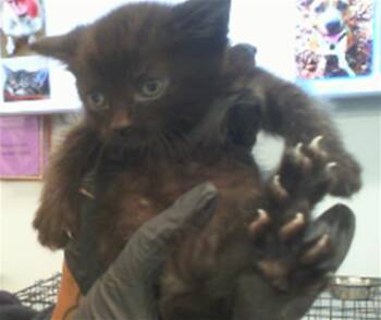 Domestic Short Hair Cats Available for Adoption in Charlotte, North Carolina - BOOTS | PetCurious