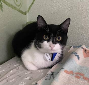 Rescue Domestic Short Hair Cats for Adoption in Hot Springs, Arkansas - Souffle | PetCurious